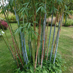 Fargesia papyrifera 'Blue Dragon' - Blauwe Bamboe - 6 stuks